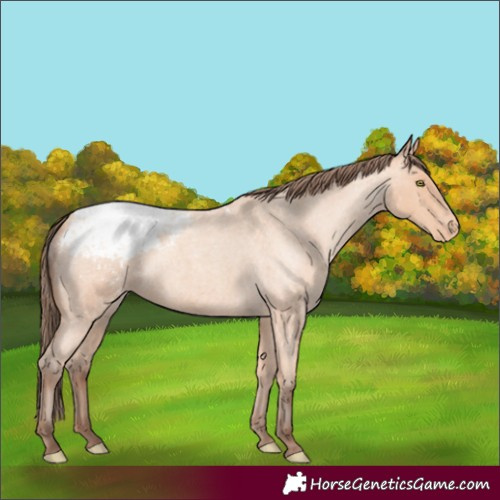 Horse Color:Unknown 