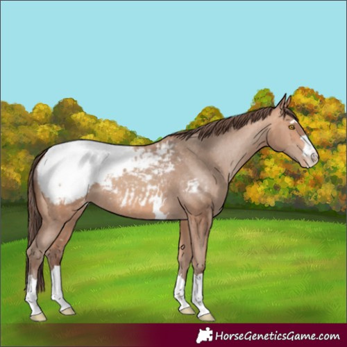 Horse Color:Unknown 