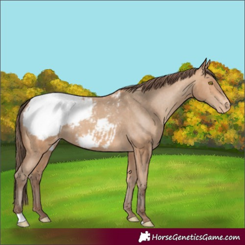 Horse Color:Unknown 