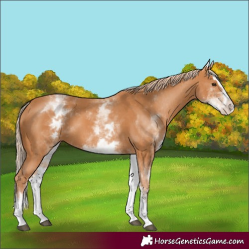 Horse Color:Unknown 