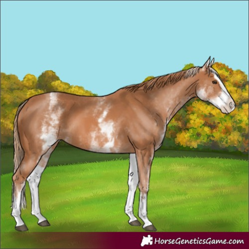 Horse Color:Unknown 