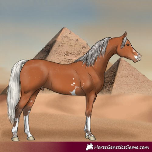 Horse Color:Silver Bay Appaloosa