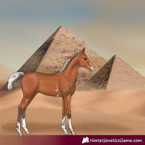 Horse Color:Silver Bay Appaloosa 