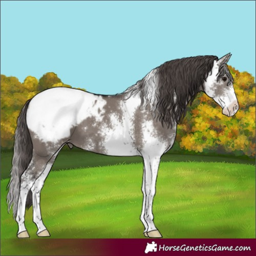 Horse Color:Smoky Grullo Sabino Appaloosa