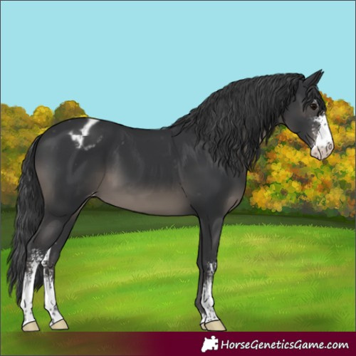 Horse Color:Black Sabino Appaloosa