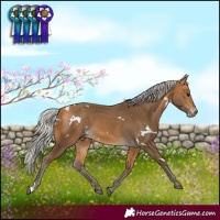 Horse Color:White Spotted Silver Buckskin