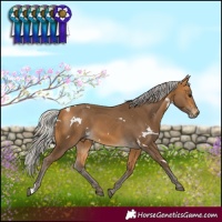 Horse Color:White Spotted Silver Buckskin