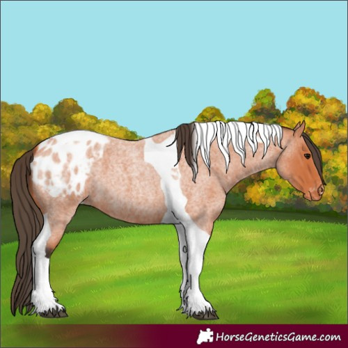 Horse Color:Bay Roan Tobiano Blanket 