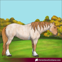 Horse Color:Red Roan Tobiano