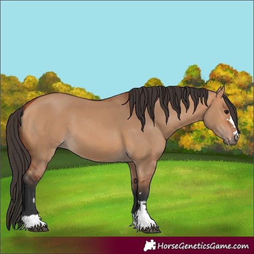 Horse Color:Bay Dun