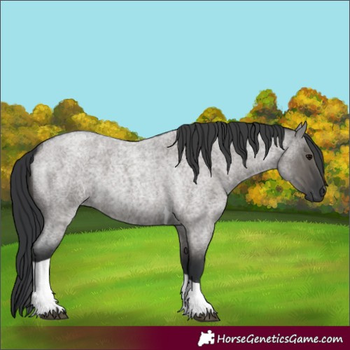 Horse Color:Grullo Roan Tobiano