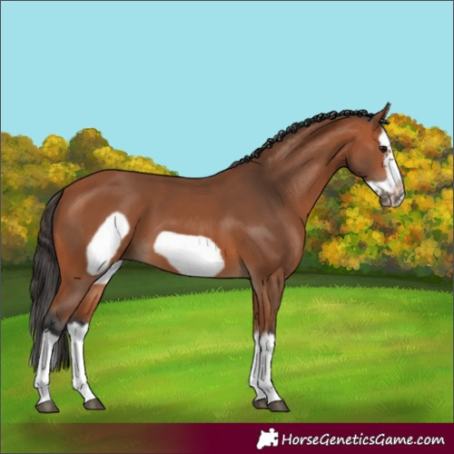 Horse Color:Bay Splash Frame