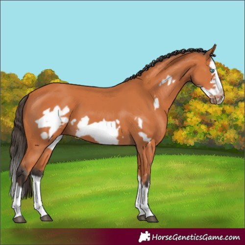 Horse Color:Bay Splash Frame
