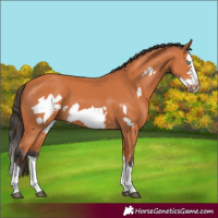 Horse Color:Bay Splash Frame 