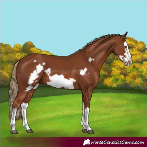 Horse Color:Chestnut Splash Frame 