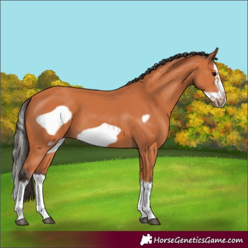 Horse Color:Bay Splash Frame 