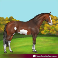 Horse Color:Bay Splash Frame