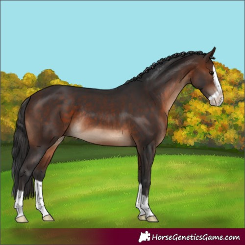 Horse Color:Brown Splash Rabicano 