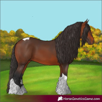 Horse Color:Bay Tobiano