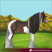 Horse Color:Brown Tobiano