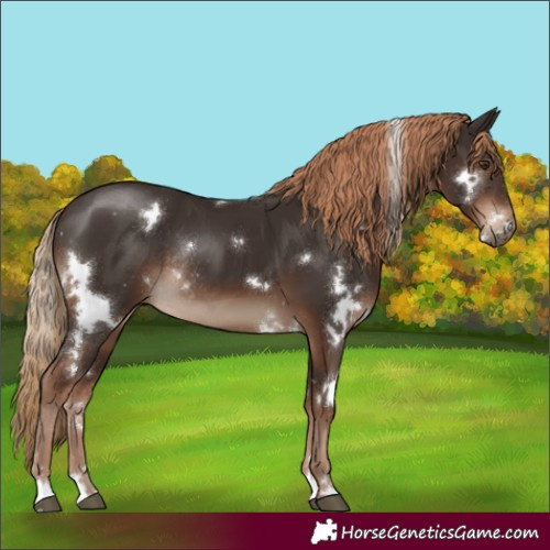 Horse Color:White Spotted Liver Chestnut Rabicano 