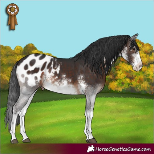 Horse Color:White Spotted Brown Appaloosa Rabicano