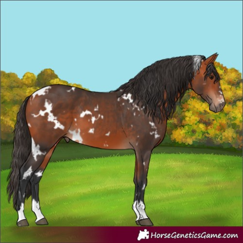 Horse Color:White Spotted Bay 