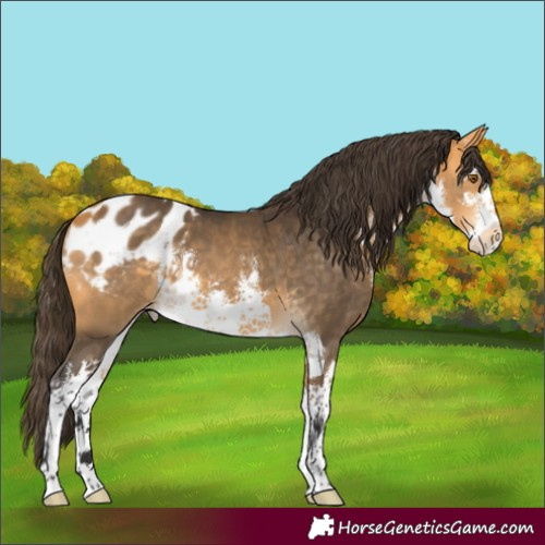 Horse Color:White Spotted Buckskin Appaloosa