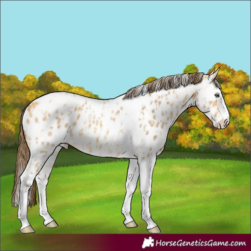 Horse Color:Amber Cream Champagne Sabino Tobiano Appaloosa  and Amber Cream Champagne Sabino Splash Tobiano Appaloosa 