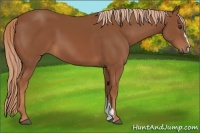 Horse Color:Chestnut 