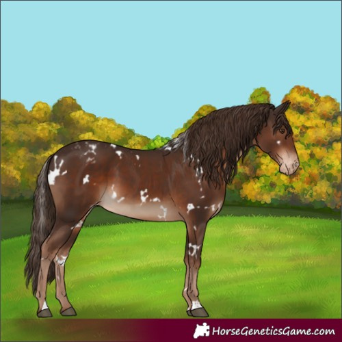 Horse Color:White Spotted Liver Chestnut Appaloosa