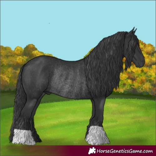 Horse Color:Black Rabicano 