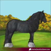 Horse Color:Black Rabicano 