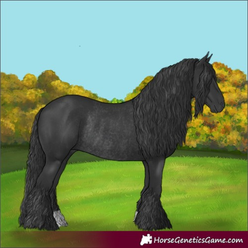 Horse Color:Black Rabicano 
