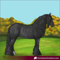 Horse Color:Black Rabicano 