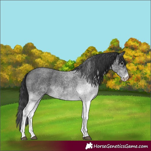 Horse Color:White Spotted Blue Roan 