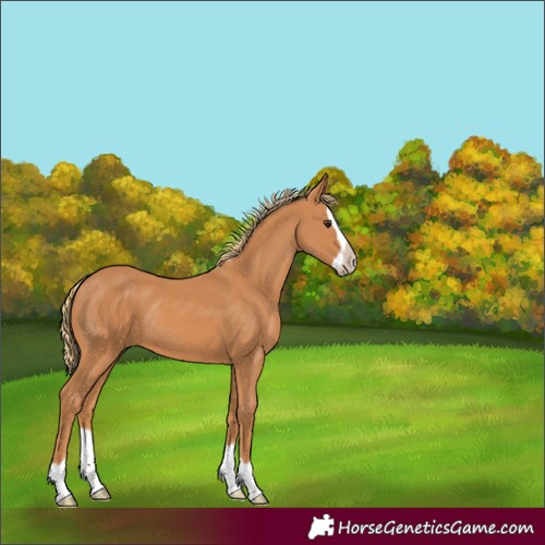 Horse Color:Chestnut Splash Frame Rabicano
