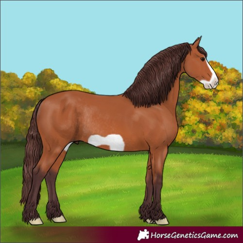 Horse Color:Chocolate Bay Frame Rabicano