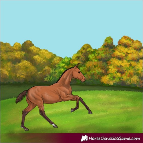 Horse Color:Chocolate Bay Rabicano