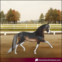 Horse Color:Gray Liver Chestnut Splash