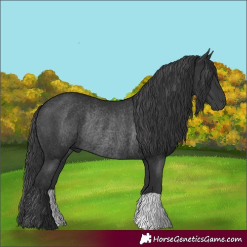 Horse Color:Black Rabicano 