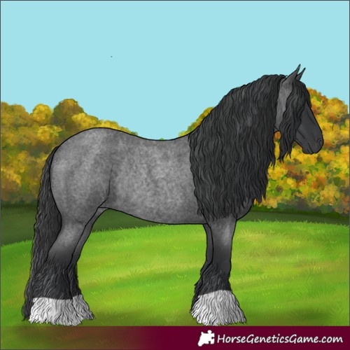 Horse Color:Blue Roan Rabicano