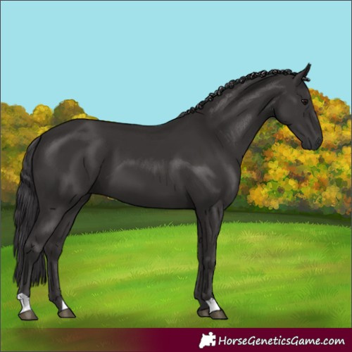 Horse Color:Smoky Black 