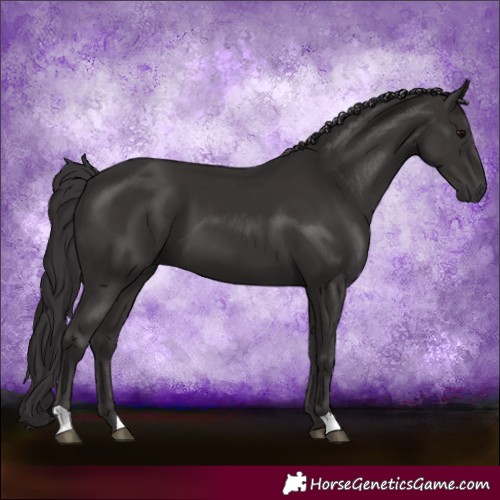 Horse Color:Smoky Black