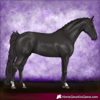 Horse Color:Smoky Black 