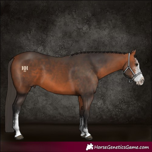 Horse Color:Bay Sabino 