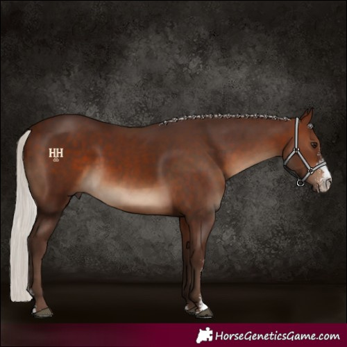 Horse Color:Silver Brown Sabino 