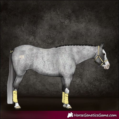 Horse Color:Smoky Blue Roan Splash 