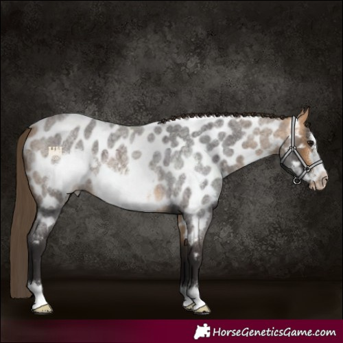 Horse Color:Buckskin Roan Frame Near Leopard