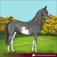 Horse Color:White Spotted Black Sabino Frame 